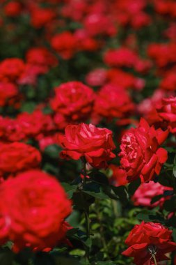 Çiçek açan kırmızı güllerle dolu bir bahçe berrak gökyüzünün altında canlı duruyor..