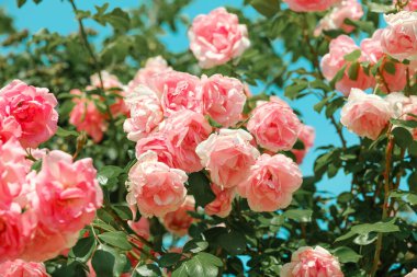 Parlak pembe güller yemyeşil bir bahçede serpilmiş güneşli bir günde doğanın güzelliğini sergiliyor..