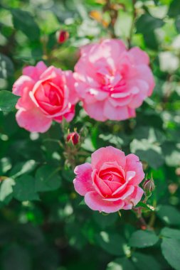 Bahçedeki yeşil yaprakların arasında üç canlı pembe gül açıyor..