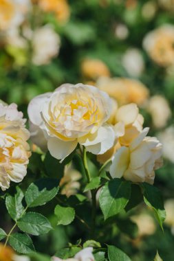 Zarif sarı ve beyaz güller parlak güneş ışığı altında yemyeşil bir bahçede büyür..