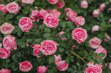 Pembe güller bahçeyi dolduruyor, parlak güneş ışığında canlı renkler sergiliyor..