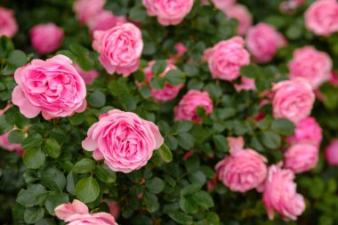 Güneşli bir günde, yeşil yaprakların arasında bol bol açan güzel pembe güller..