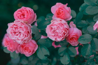 Pembe güller yeşil yaprakların arasında çiçek açıyor..