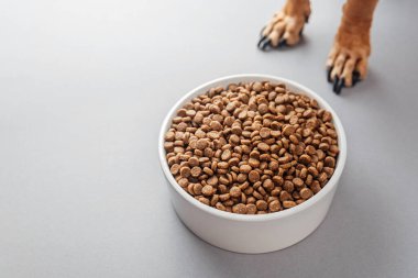Beyaz kase kuru köpek mamasıyla dolu. Pençeleri gri arka planda görünüyor.