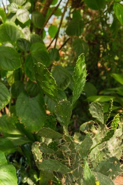 Çöl bitkisi, esneklik ve botanik savunma kavramları için serada dikenli Opuntia kaktüsü.