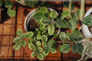 Bitkisel dekor ve sade yeşillik kavramları için saksıda Plectranthus verticillatus (İsveççe)