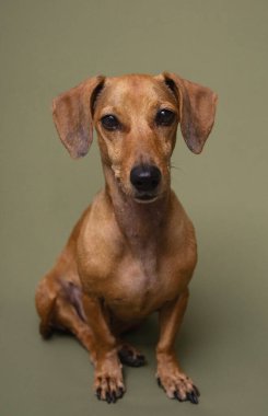 Yeşil arka planda kahverengi dachshund köpeğinin atölye çekimi veteriner servisleri ya da hayvan aksesuar tasarımları için mükemmel