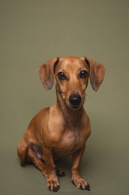 Zeytin arka planında kahverengi dachshund köpek portresi Hayvan bakımı reklamları ve veteriner kliniği markalaşması için uygun