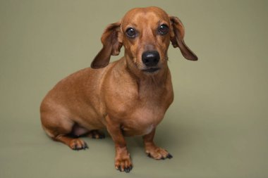 Dachshund 'u kapat. Büyük gözleri var. Hayvan duyguları için mükemmel reklamlar ya da hayvan kampanyalarındaki duygusal hikaye anlatımları için mükemmel.