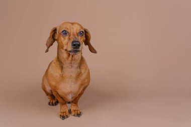 Bej arka planda kahverengi dachshund köpek portresi Hayvan bakımı reklamları ve veteriner kliniği markalaşması için uygun