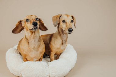 İki dachshund köpeği, evcil hayvan arkadaşlığı ya da sevimli hayvan dostluğu için rahat bir köpek yatağında oturuyor.
