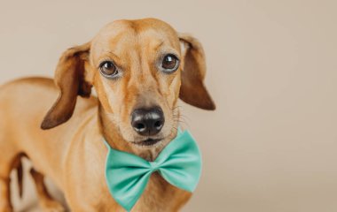 Yakın çekim yeşil papyonlu dachshund evcil hayvan modası, kimlik ya da zarafet konsepti arıyor