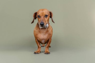 Özgüven veya moda teması için yeşil arka planda duran papyonlu köpek.