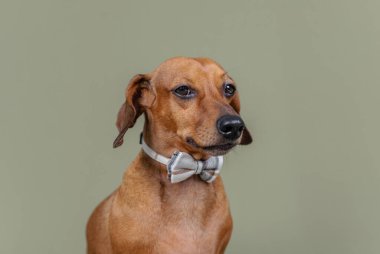 Özgüven veya moda teması için yeşil arka planda duran papyonlu köpek.