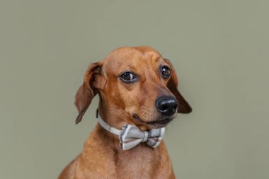 Özgüven veya moda teması için yeşil arka planda duran papyonlu köpek.