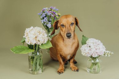 Ortancalı Dachsund köpeği ve yeşil arka planda statik buketleri. 