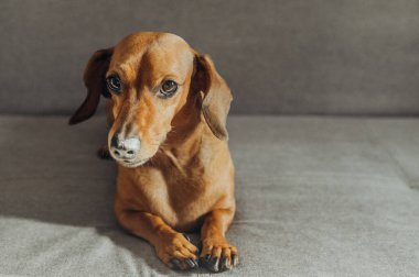 Dachshund, güneş ışığında gri koltukta, sakinlik ve ev konforu için.