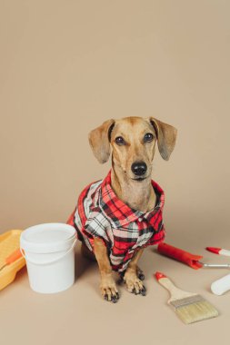 Kırmızı kareli gömlekli Dachshund yenileme aletleri, evcil hayvanlarla ev dekorasyonu planlaması.