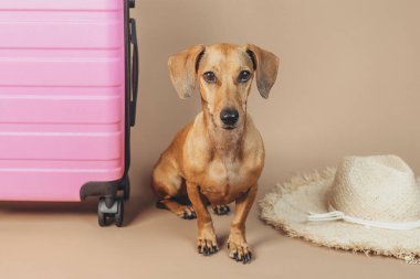 Pembe bavulu ve bej arka planda yaz şapkası olan Dachshund, konsept tatil gezisi hayvan tatili