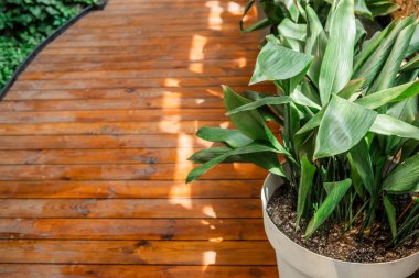 Beyaz tencerede Aspidistra elastior ev bitkisi bakımı, sadelik ve yeşillik kavramları için