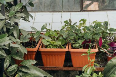 Bahçecilik ve sürdürülebilir yaşam kavramları için eski serada çeşitli saksı bitkileri