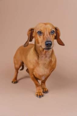 Tam vücut dachshund bej zeminde duruyor. Ciddi bir görünümü var. Cinsiyet gösterisi, itaat veya evcil hayvan eğitimleri için kullanışlı.