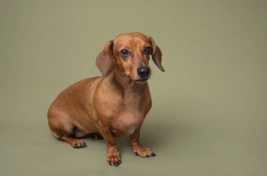 Yeşil arka planda gülümseyen dachshund neşeli evcil hayvan reklamları ve diş sağlığı temaları için harika