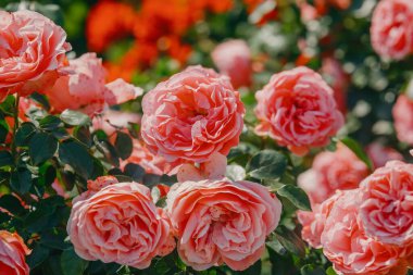 Canlı pembe güller bahar zamanı renkli bir bahçe ortamında bir araya toplanır..