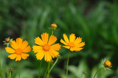 Canlı sarı çiçekler yemyeşil bir bahçede dimdik duruyorlar..