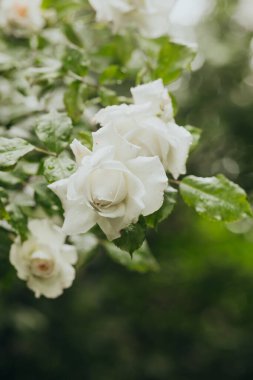 Yumuşak yapraklı beyaz güller canlı yeşil yaprakların arasında çiçek açıyor..