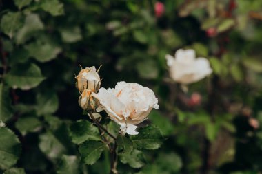 Güzel beyaz güller yeşil yaprakların arasında serin bir bahçe ortamında.