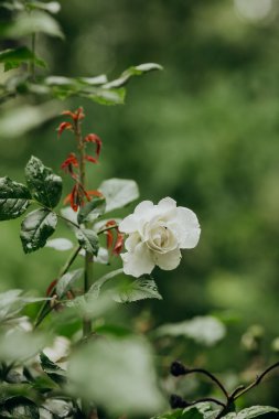 Huzurlu bir bahçede canlı yeşil yaprakların arasında beyaz bir gül belirdi..