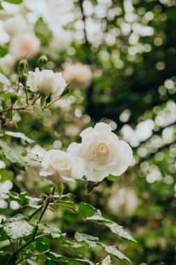 Narin beyaz güller güneşli bir bahar gününde yeşil yapraklar arasında serpilmeye başlar..