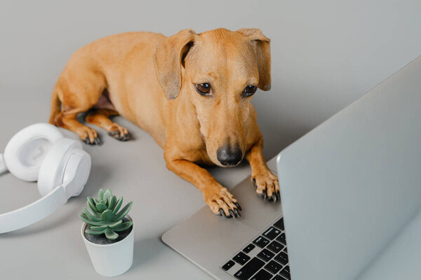 Dachshund lying by laptop and headphones on gray desk for relaxed work from home concept