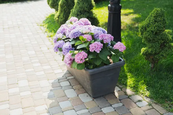 Parlak pembe ve mor ortancalar bir kaldırım taşının yanındaki fidanlıkta gelişir..