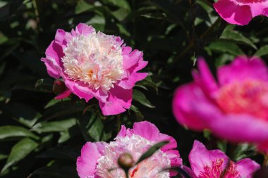 Beyaz merkezli parlak pembe şakayıklar baharda güneşli bir bahçede gelişir..