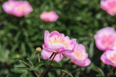Parlak güneş ışığı altında yemyeşil bir bahçede açan canlı pembe şakayıklar..
