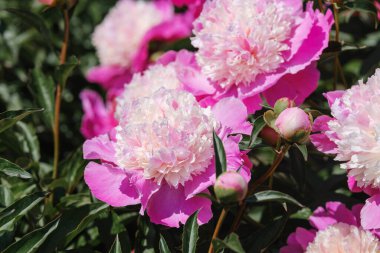 Canlı pembe şakayıklar baharda bahçede güzel bir ekran oluşturur..