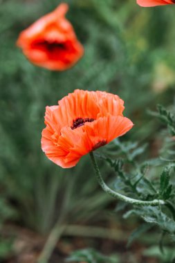 Parlak turuncu gelincik çiçekleri yemyeşil yaprakların arasında çiçek açar..