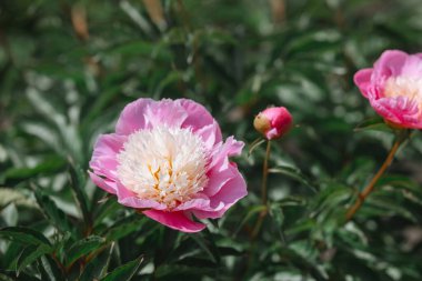Canlı pembe şakayık çiçekleri yeşillik dolu bir bahçede çiçek açıyor..
