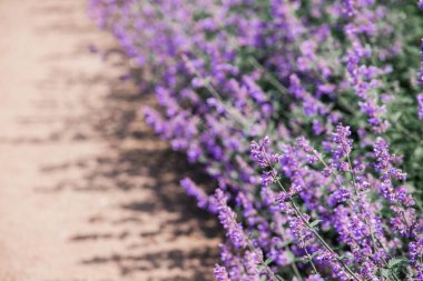 Canlı lavanta çiçekleri güneşli bir bahçe yolu boyunca renkli bir sınır oluşturur..