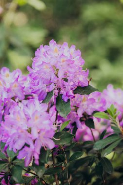 Bahar mevsiminde yemyeşil bir bahçede açan mor rhododendronlar.