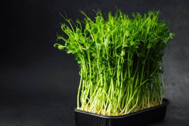 Bezelye siyah plastik tepside koyu arkaplanda filizlenir