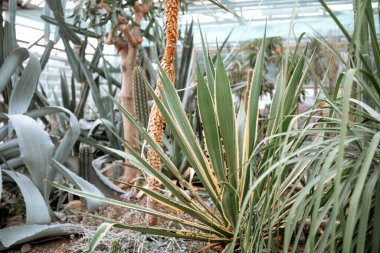 Bereketli yeşil bitkiler ve kaktüsler kapalı bir bahçe ortamında büyür..