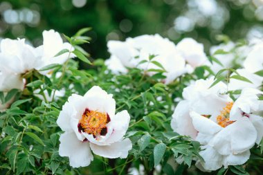 Canlı sarı merkezli beyaz şakayıklar baharda yeşil yaprakların arasında çiçek açar..