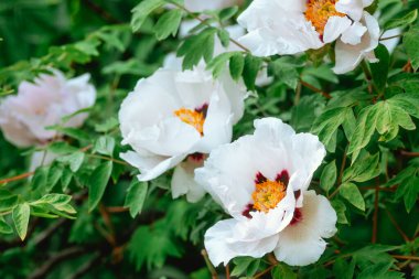 Kırmızı ipuçlarıyla süslenmiş güzel beyaz şakayıklar canlı bir bahçe ortamında parlıyorlar..