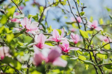 Pembe çiçekler, güneşli bir bahçede taze yeşil yaprakların arasında canlı bir şekilde açar..