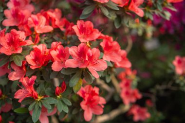 Serada canlı açan Azalea Çiçekleri