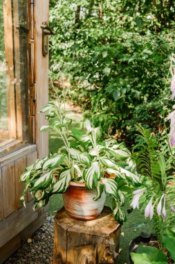 Bahçe işleri ve ev dekorasyonu için ağaç kütüğünün yanında saksıda bulunan çeşitli ev sahipleri. 