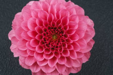 Siyah arka planda pembe yıldız çiçekli ve romantik su damlaları. 